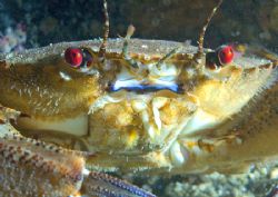 Velvet swimming crab.
Isle of Lewis.
D200 60mm by Mark Thomas 